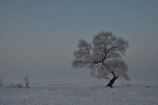 雪野孤树