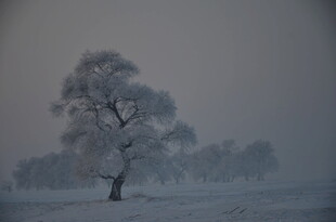 冬日孤树雪景