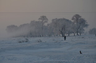 冬日雾凇雪景中的静谧树林
