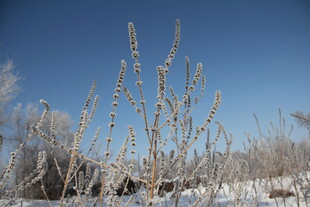 冬日霜覆植物的旷野景象