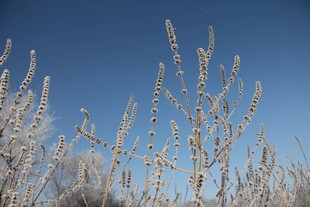 冬日霜覆植物 蓝天背景