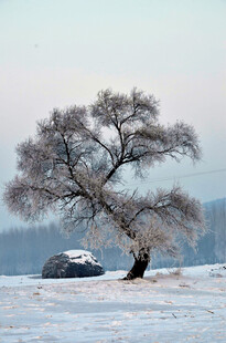 雪野孤树