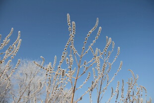 冬日霜覆枝头美景