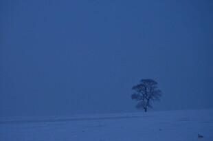 雪野孤树