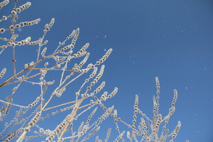 蓝天映衬下的霜覆树枝