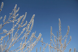 蓝天映衬下的植物枝梢