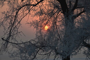 冬日树影中的落日美景