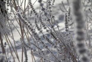 冬日覆霜植物特写