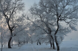 冬日雪覆树林之美景