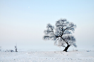 雪野孤树 尽显冬日静谧