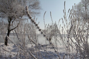 冬日雪景中的银白树木