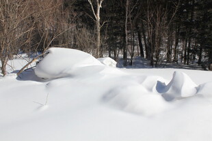冬日雪景中的雪堆与树木