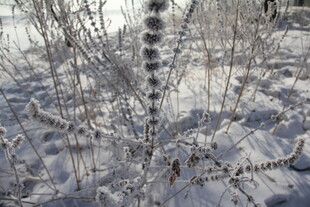 雪覆植物 冬日自然景致
