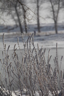冬日覆霜植物景观