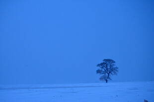 雪野孤树 静谧冬日景象