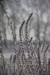 冬日覆霜植物特写