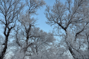 冬日银树 蓝天映衬美景