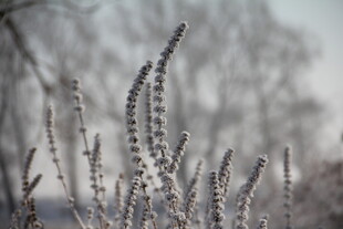 冬日霜覆植物的美丽景象
