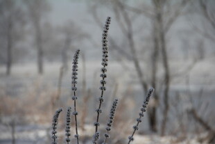 冬日雪境中的植物枝干