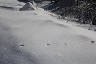 雪地中的帐篷与脚印