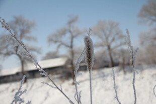 冬日雪景中的萧瑟树林