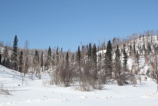 冬日雪景中的枯树林