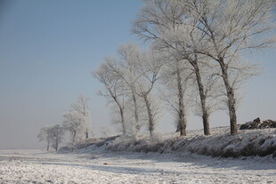 冬日雪野中的银白树木