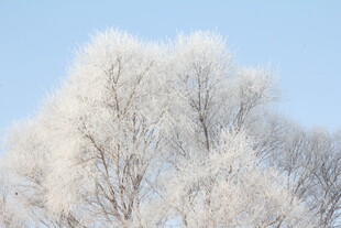 冬日雾凇美景