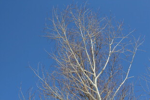 蓝天映衬下的光秃树干