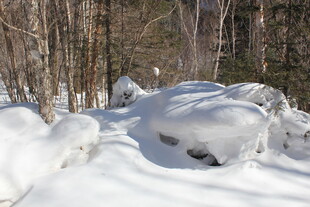 冬日雪覆树林景象