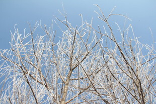 冬日枝头冰霜美景