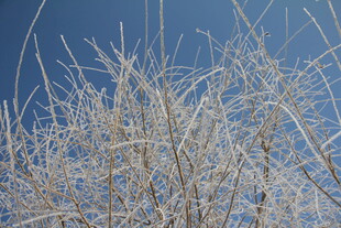 冬日枝头覆霜的萧瑟景象