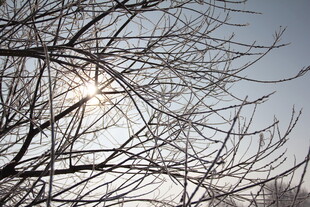 冬日树枝间的暖阳景象