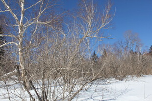 冬日雪林 枯树蓝天之景