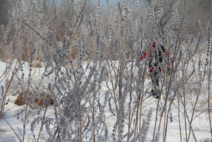 雪覆树林中的一抹红