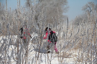 雪地徒步者穿行于枯树林间