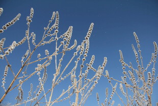霜覆植物映蓝天