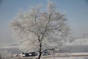 冬日银装素裹的孤树
