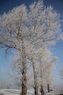 冬日银树雪景