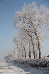 冬日雪覆树木的美丽景致