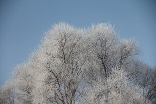 冬日雾凇覆盖的树木景观