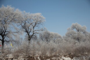 冬日雾凇景观