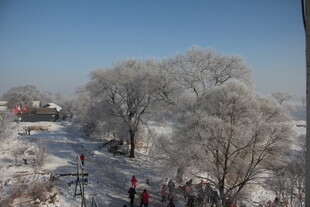 冬日雪景中的雾凇奇观