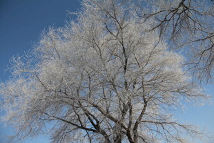 冬日霜覆树 蓝天映美景