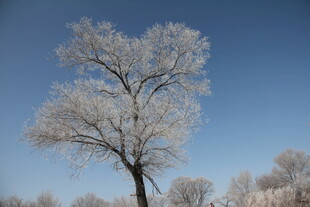 冬日银树 冰雪覆盖之景