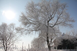 冬日银树 阳光下的冰雪景致