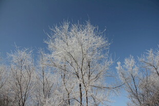 冬日雾凇树木美景