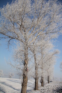 冬日雪覆树木美景