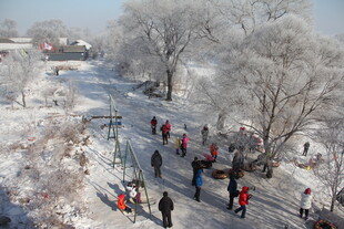 冬日雪林漫步景 长白山