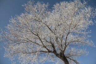 冬日银枝树 蓝天映美景